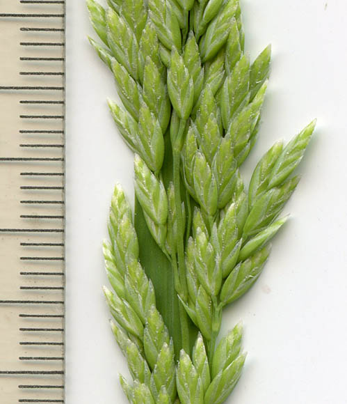  Poa annua